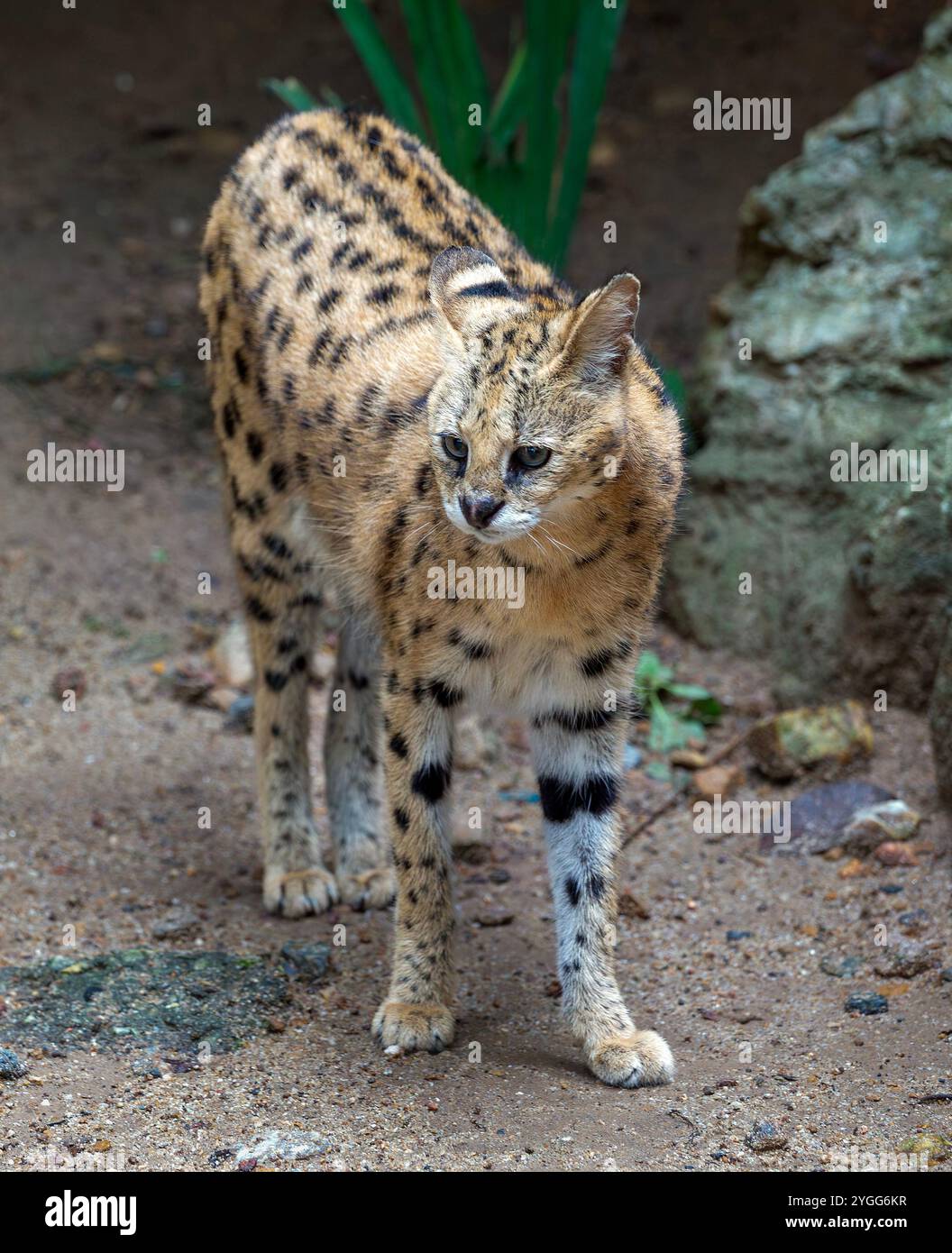 Ein Serval ist im Tierausstellungsbereich der Jaguar Trail Zone bei Chiang Mai Night Safari zu sehen. Chiang Mai Night Safari ist die erste Nachtsafari in Thailand in Chiang Mai. Es bietet Besuchern die Möglichkeit, Tiere tagsüber und nachts zu erleben. Gäste können zu Fuß oder mit der Straßenbahn verschiedene Tiere in verschiedenen Zonen sehen, wie die Tigerzone, die jaguar Zone und die einheimische Wildtierzone, zusammen mit interessanten Aktivitäten und Shows für Besucher jeden Alters. Stockfoto