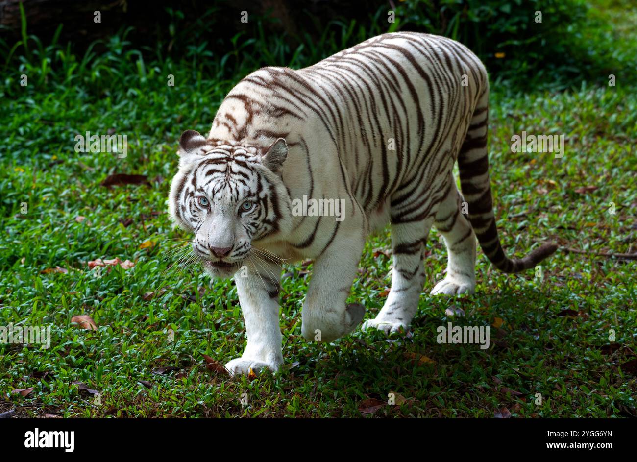 Ein weißer bengalischer Tiger wird im Tierausstellungsbereich der Jaguar Trail Zone bei Chiang Mai Night Safari gesehen. Chiang Mai Night Safari ist die erste Nachtsafari in Thailand in Chiang Mai. Es bietet Besuchern die Möglichkeit, Tiere tagsüber und nachts zu erleben. Gäste können zu Fuß oder mit der Straßenbahn verschiedene Tiere in verschiedenen Zonen sehen, wie die Tigerzone, die jaguar Zone und die einheimische Wildtierzone, zusammen mit interessanten Aktivitäten und Shows für Besucher jeden Alters. Stockfoto
