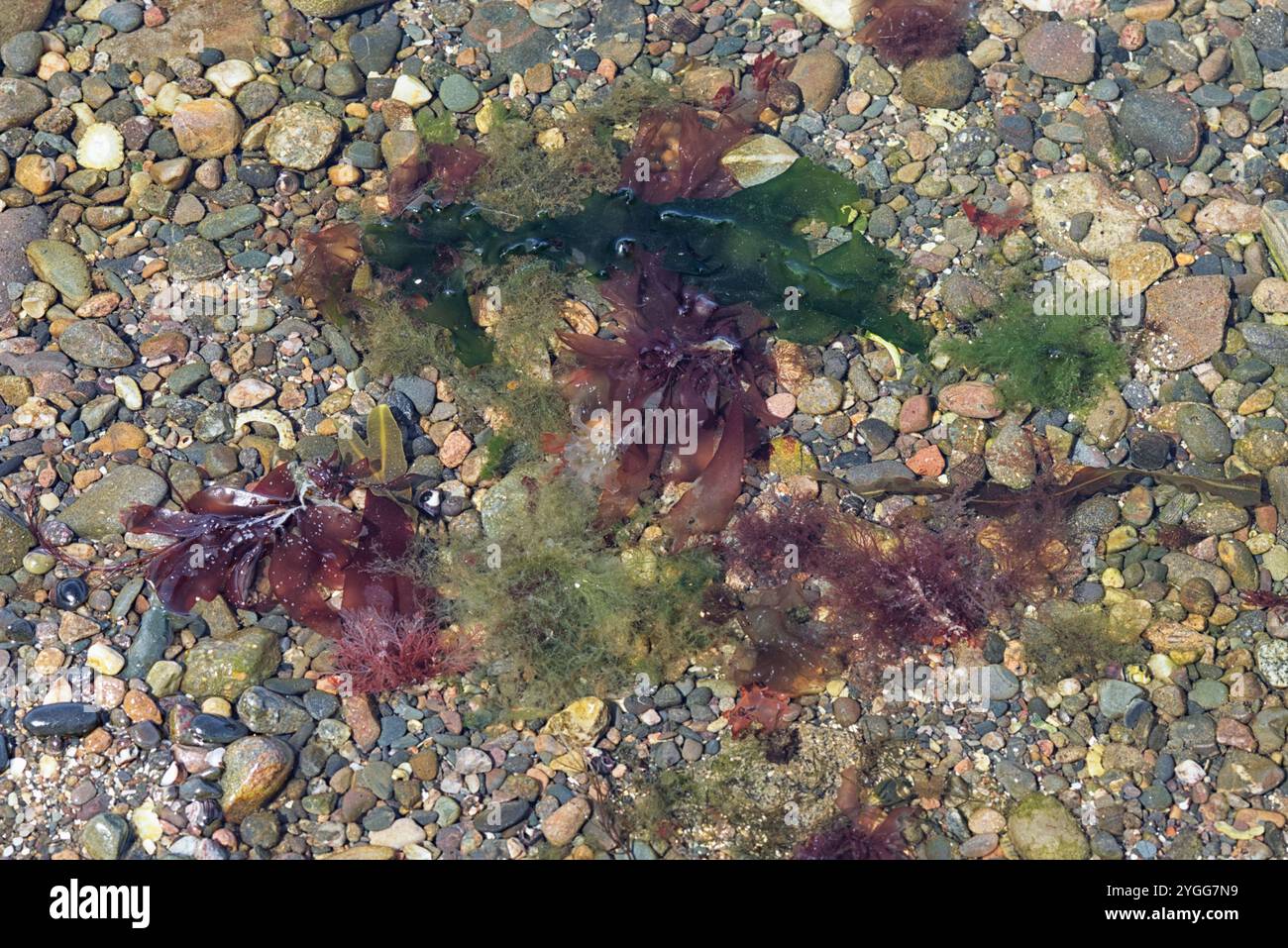 Farbenfrohe Algen unter Wasser Stockfoto