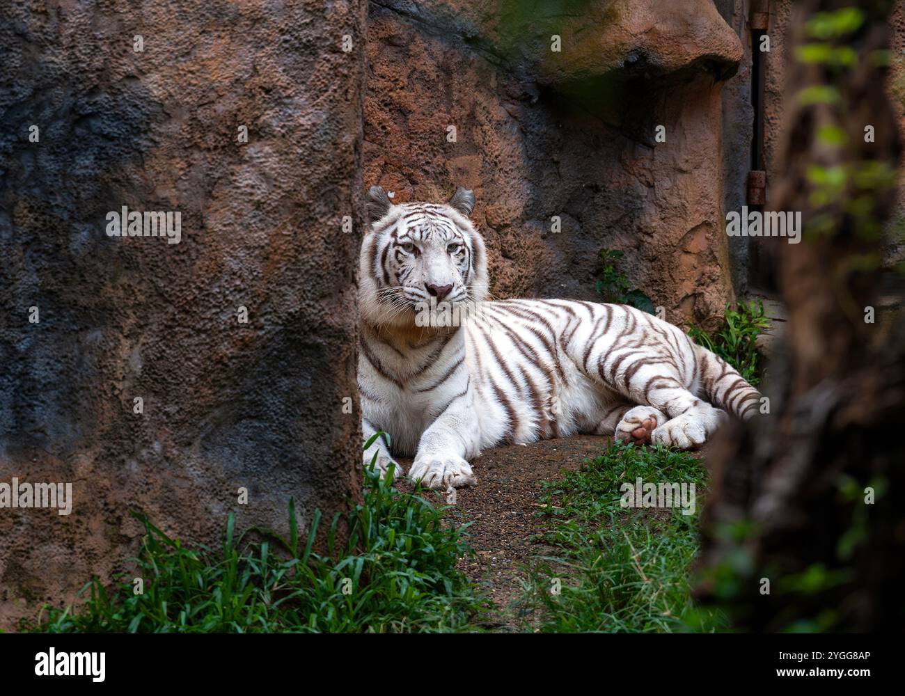 Thailand. November 2024. Ein weißer bengalischer Tiger wird im Tierausstellungsbereich der Jaguar Trail Zone bei Chiang Mai Night Safari gesehen. Chiang Mai Night Safari ist die erste Nachtsafari in Thailand in Chiang Mai. Es bietet Besuchern die Möglichkeit, Tiere tagsüber und nachts zu erleben. Gäste können zu Fuß oder mit der Straßenbahn verschiedene Tiere in verschiedenen Zonen sehen, wie die Tigerzone, die jaguar Zone und die einheimische Wildtierzone, zusammen mit interessanten Aktivitäten und Shows für Besucher jeden Alters. (Foto: Pongmanat Tasiri/SOPA Images/SIPA USA) Credit: SIPA USA/Alamy Live News Stockfoto