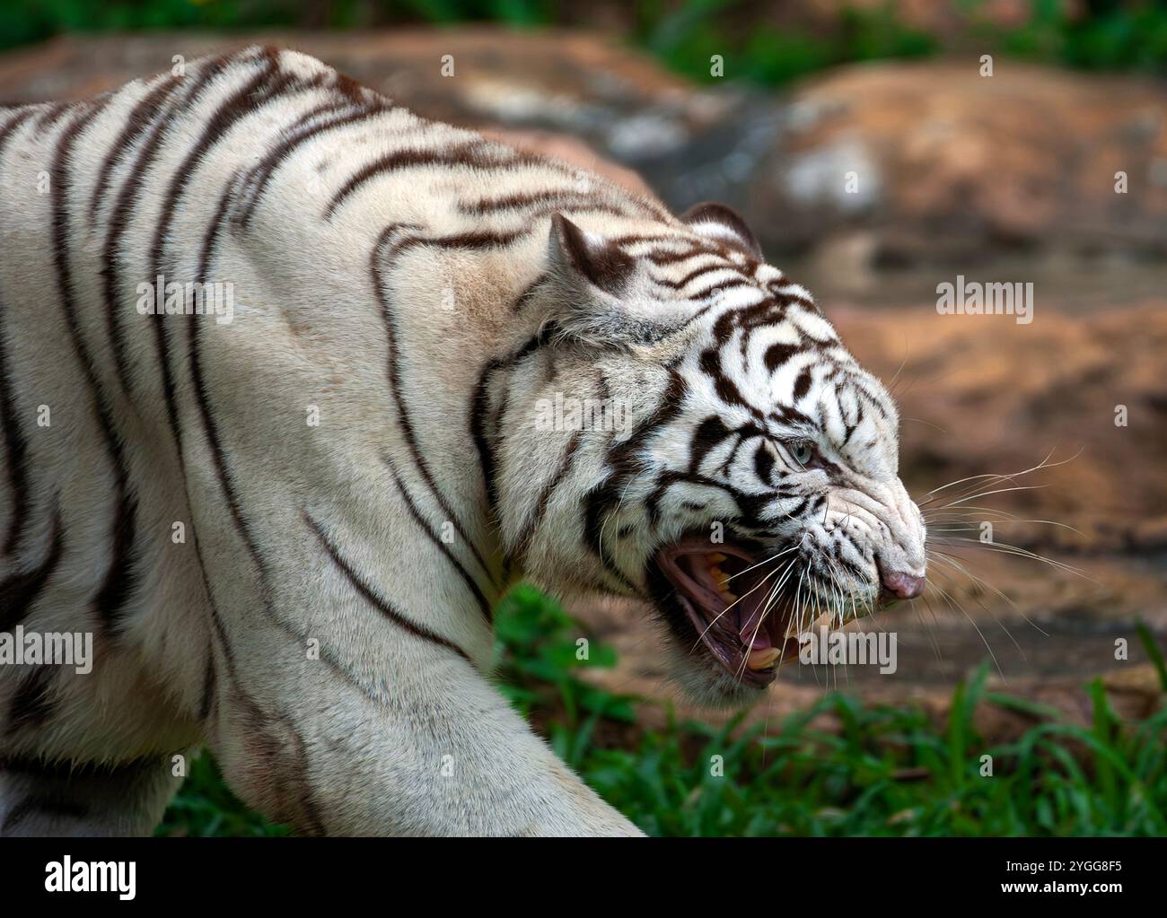 Thailand. November 2024. Ein weißer bengalischer Tiger wird im Tierausstellungsbereich der Jaguar Trail Zone bei Chiang Mai Night Safari gesehen. Chiang Mai Night Safari ist die erste Nachtsafari in Thailand in Chiang Mai. Es bietet Besuchern die Möglichkeit, Tiere tagsüber und nachts zu erleben. Gäste können zu Fuß oder mit der Straßenbahn verschiedene Tiere in verschiedenen Zonen sehen, wie die Tigerzone, die jaguar Zone und die einheimische Wildtierzone, zusammen mit interessanten Aktivitäten und Shows für Besucher jeden Alters. (Foto: Pongmanat Tasiri/SOPA Images/SIPA USA) Credit: SIPA USA/Alamy Live News Stockfoto