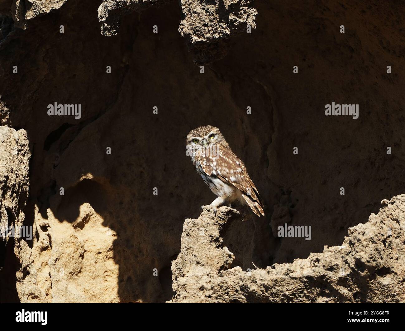 Little Ewl (Athene noctua) hoch oben auf vulkanischem Gestein, Akamas, Zypern. Stockfoto