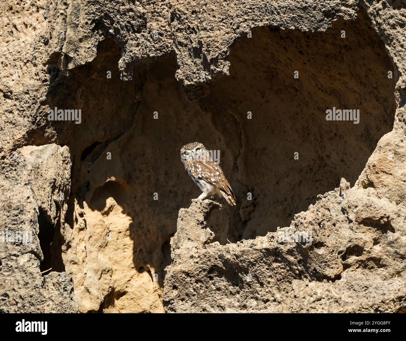 Little Ewl (Athene noctua) hoch oben auf vulkanischem Gestein, Akamas, Zypern. Stockfoto