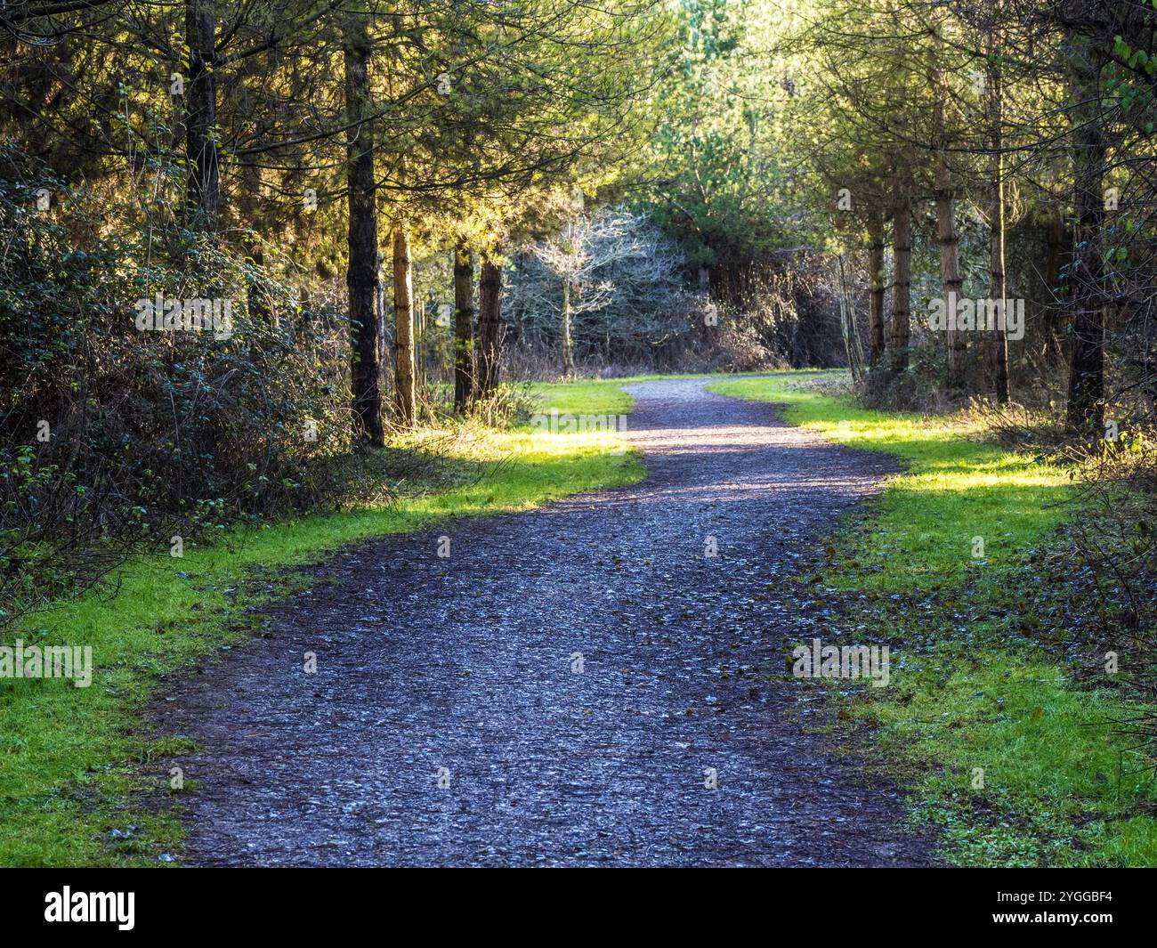 Sonnenlicht durch Winterbäume im Nightingale Wood in Wiltshire. Stockfoto