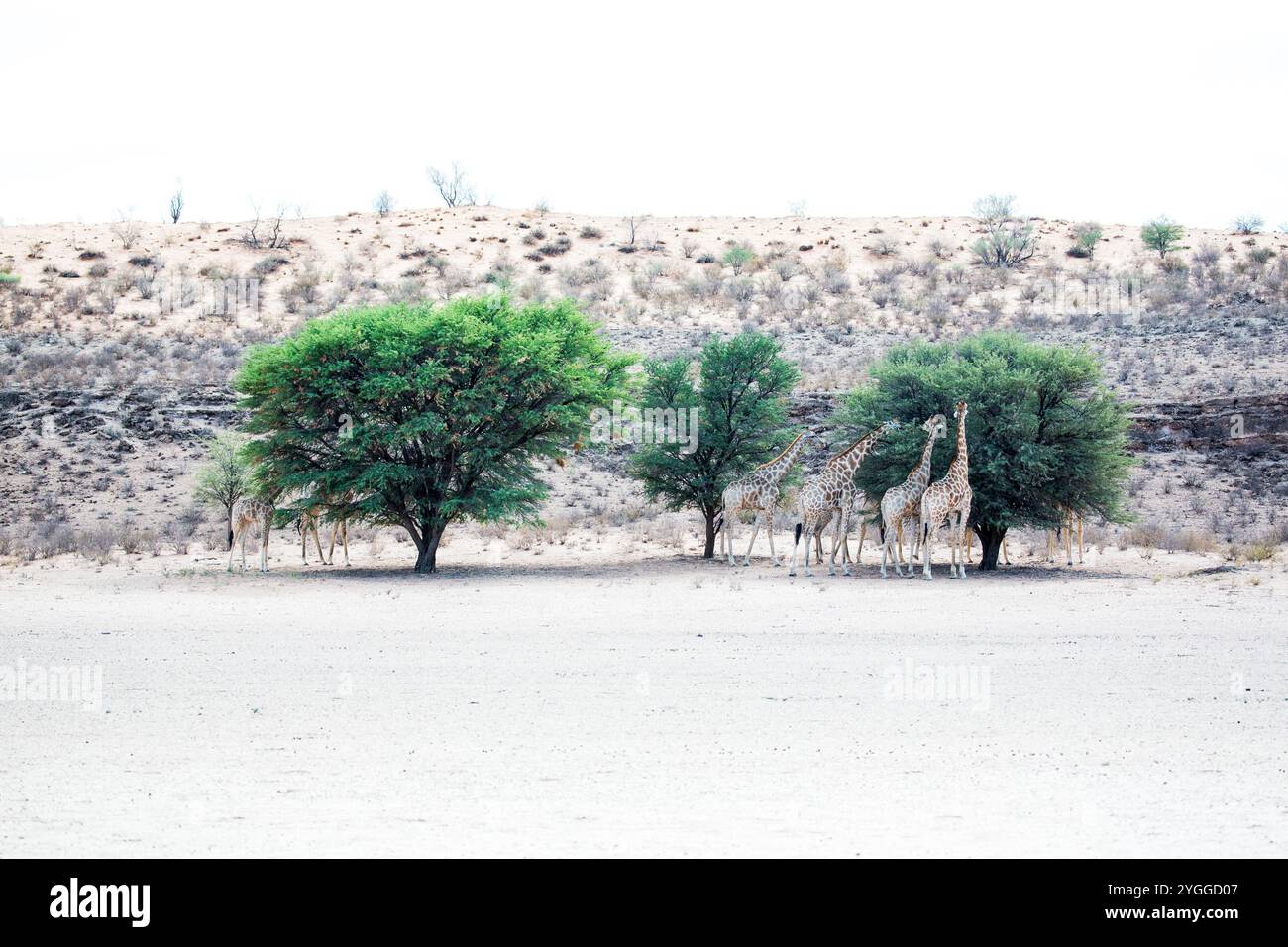 Giraffen, Kgalagadi Transfrontier Park, Südafrika Stockfoto