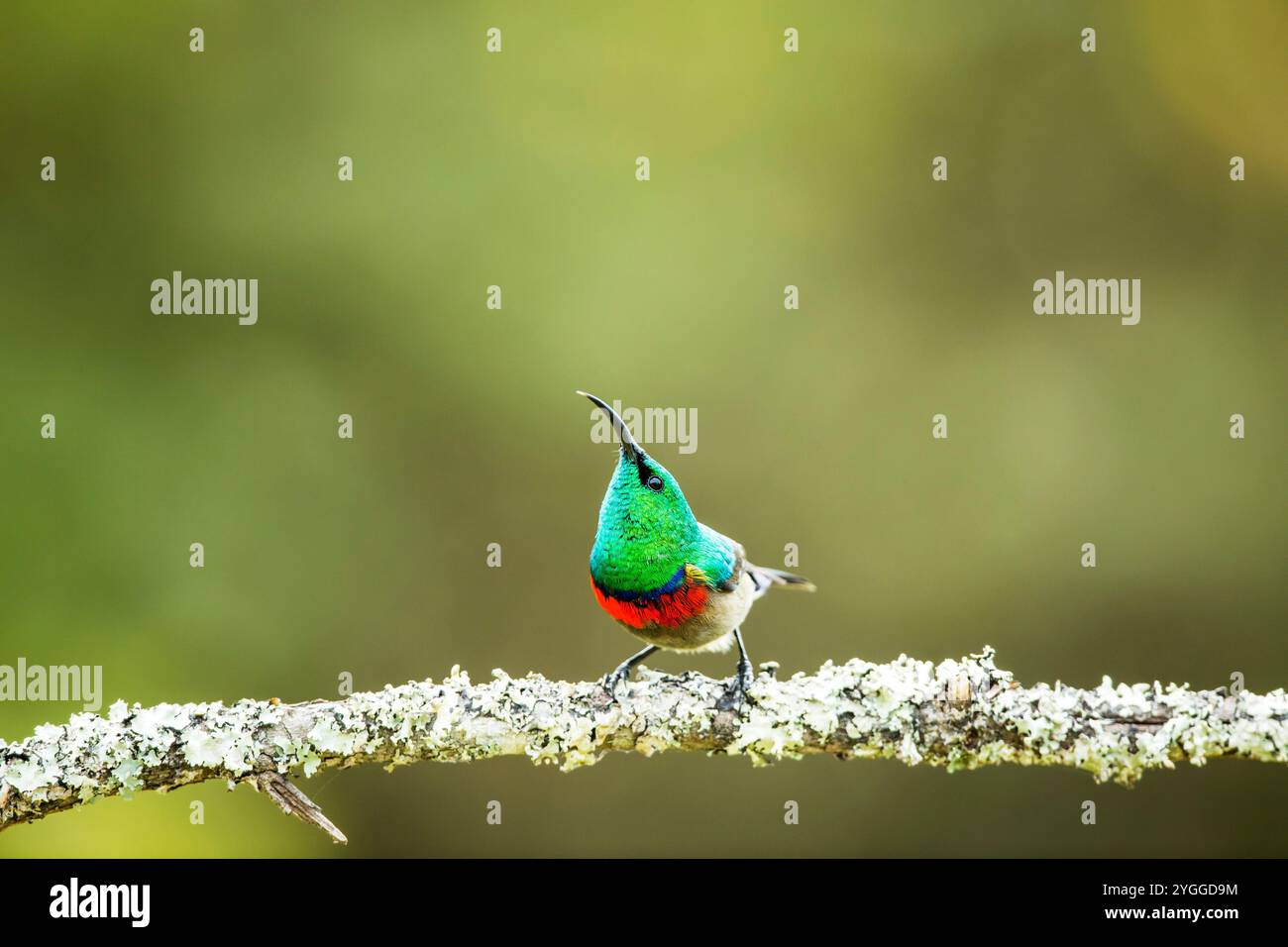 Südlicher Sonnenvogel mit Doppelkragen, Garden Route, Südafrika Stockfoto