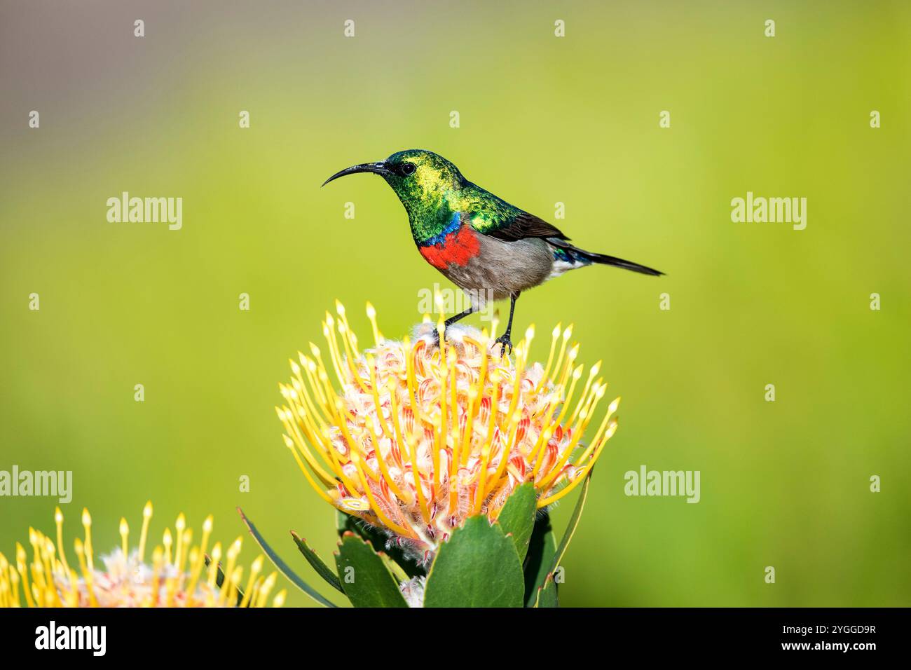 Südlicher Sonnenvogel mit Doppelkragen, Garden Route, Südafrika Stockfoto