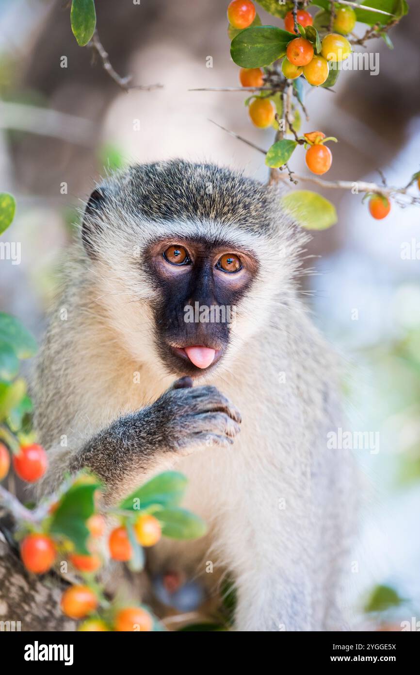 Vervet Monkey, Mkuze Game Reserve, Südafrika Stockfoto