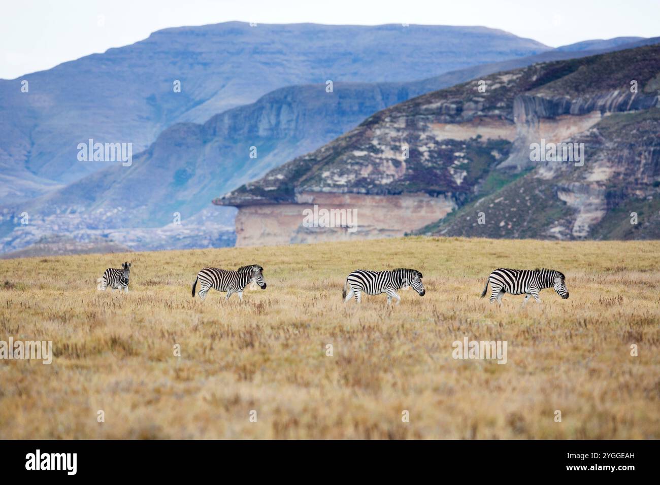 Zebra, Golden Gate National Park, Südafrika Stockfoto