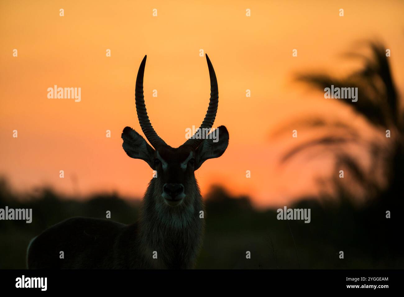 Waterbuck Silhouette, Isimangaliso Wetland Park, Südafrika Stockfoto
