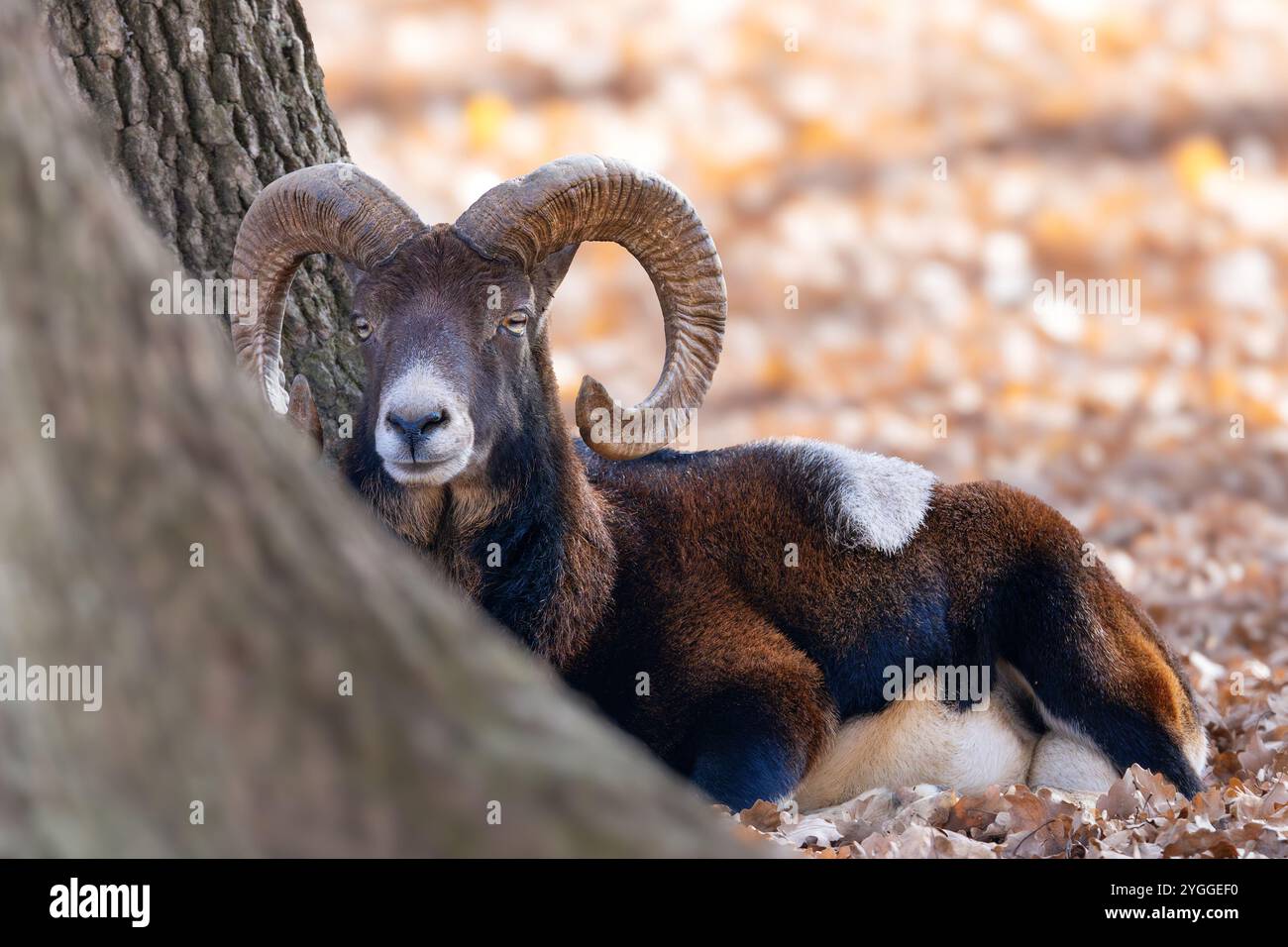 Majestätischer Mufflonram in den Wald (Ovis gmelini) Stockfoto