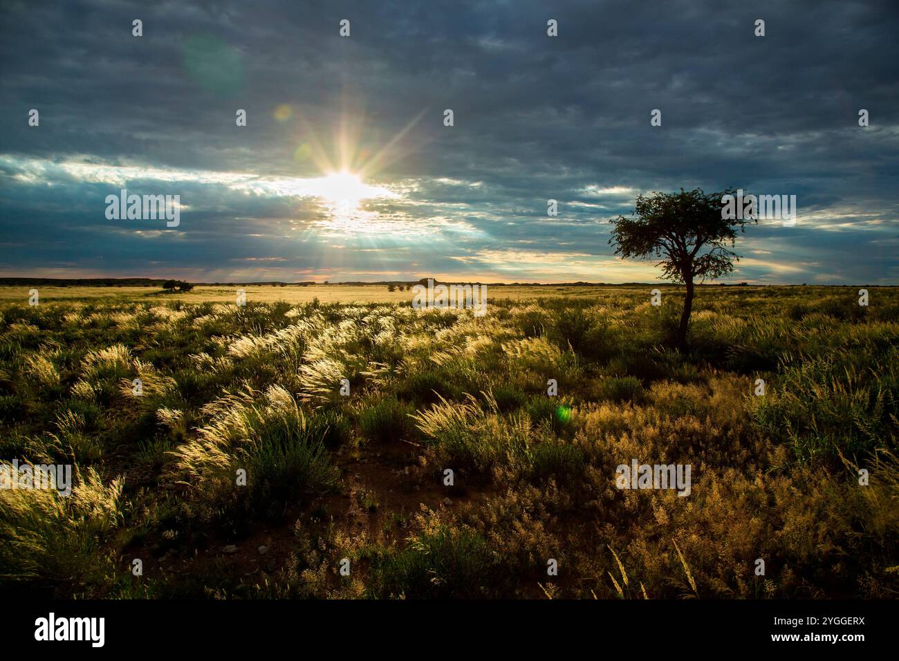 Golden Grass, Kgalagadi Transfrontier Park, Südafrika Stockfoto