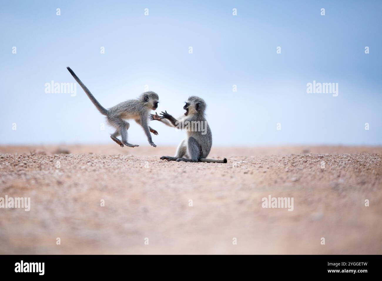 Vervet Affen spielen, Addo Elephant National Park, Südafrika Stockfoto