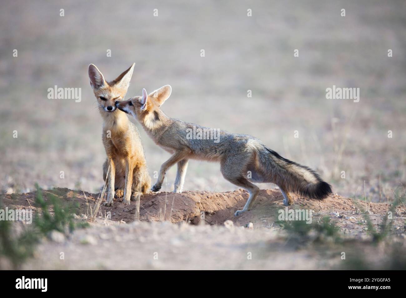 Cape Fox, Kgalagadi Transfrontier Park, Südafrika Stockfoto