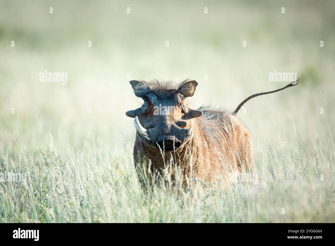 Warzenschwein, Mokala-Nationalpark, Südafrika Stockfoto