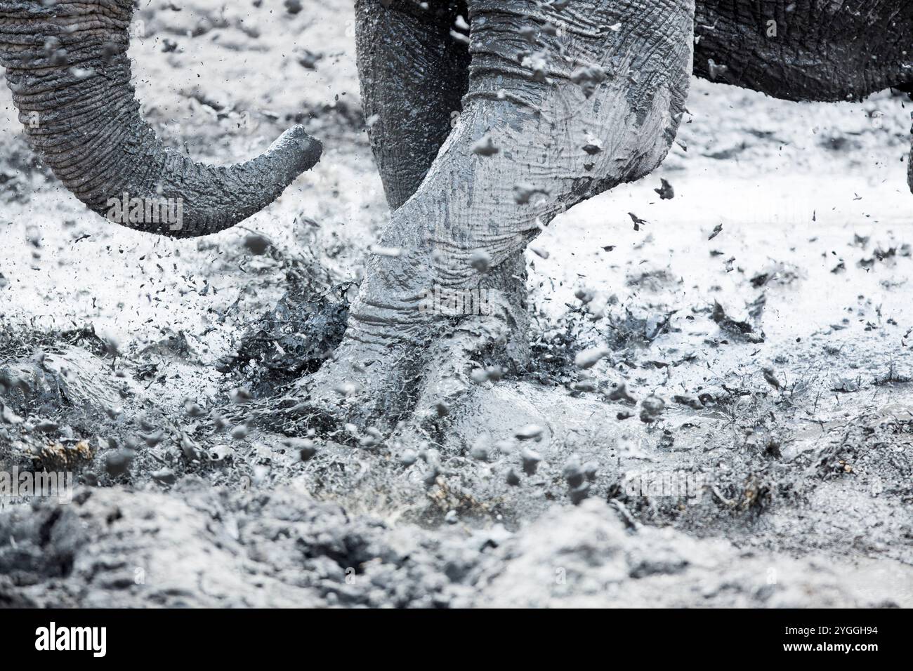 Elefantenschlammbad, Krüger-Nationalpark, Südafrika Stockfoto