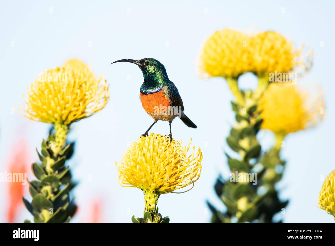 Greater Doublecollared Sunbird, Garden Route, Südafrika Stockfoto