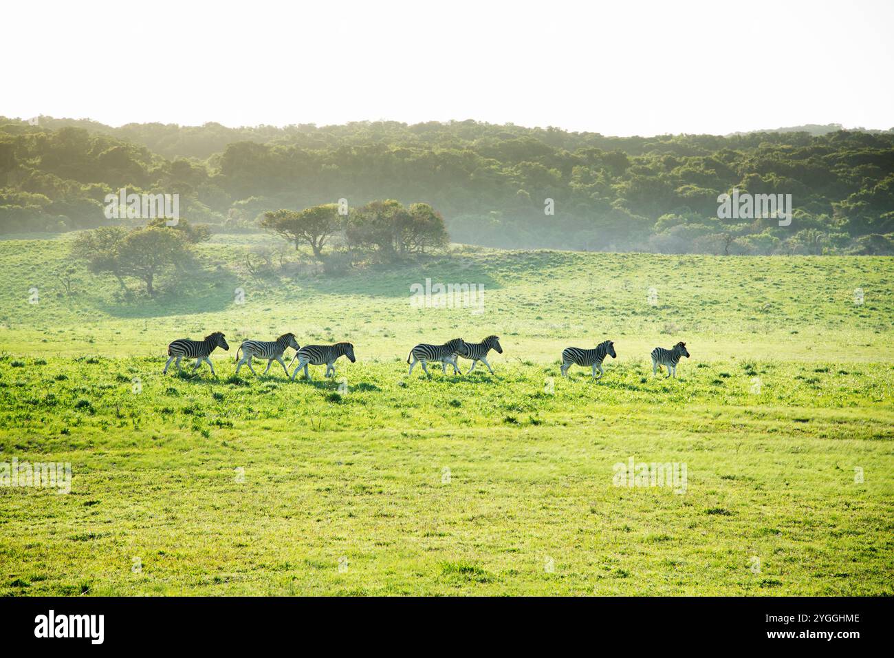 Afrika, Bush, Isimangaliso Wetland Park, KwaZulu-Natal, Natur, nahe bedrohte Arten - IUCN Redlist, No People, Outdoor, Safari, Scenic, Süd-Afr Stockfoto