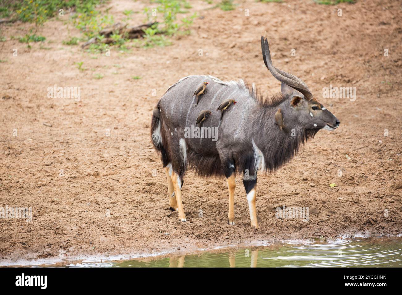 Afrika, Bush, KwaZulu-Natal, Mkuze Game Reserve, Natur, No People, Nyala, Outdoor, Rotschnabel-Oxpecher (Buphagus erythrorhynchus), Safari, South AF Stockfoto