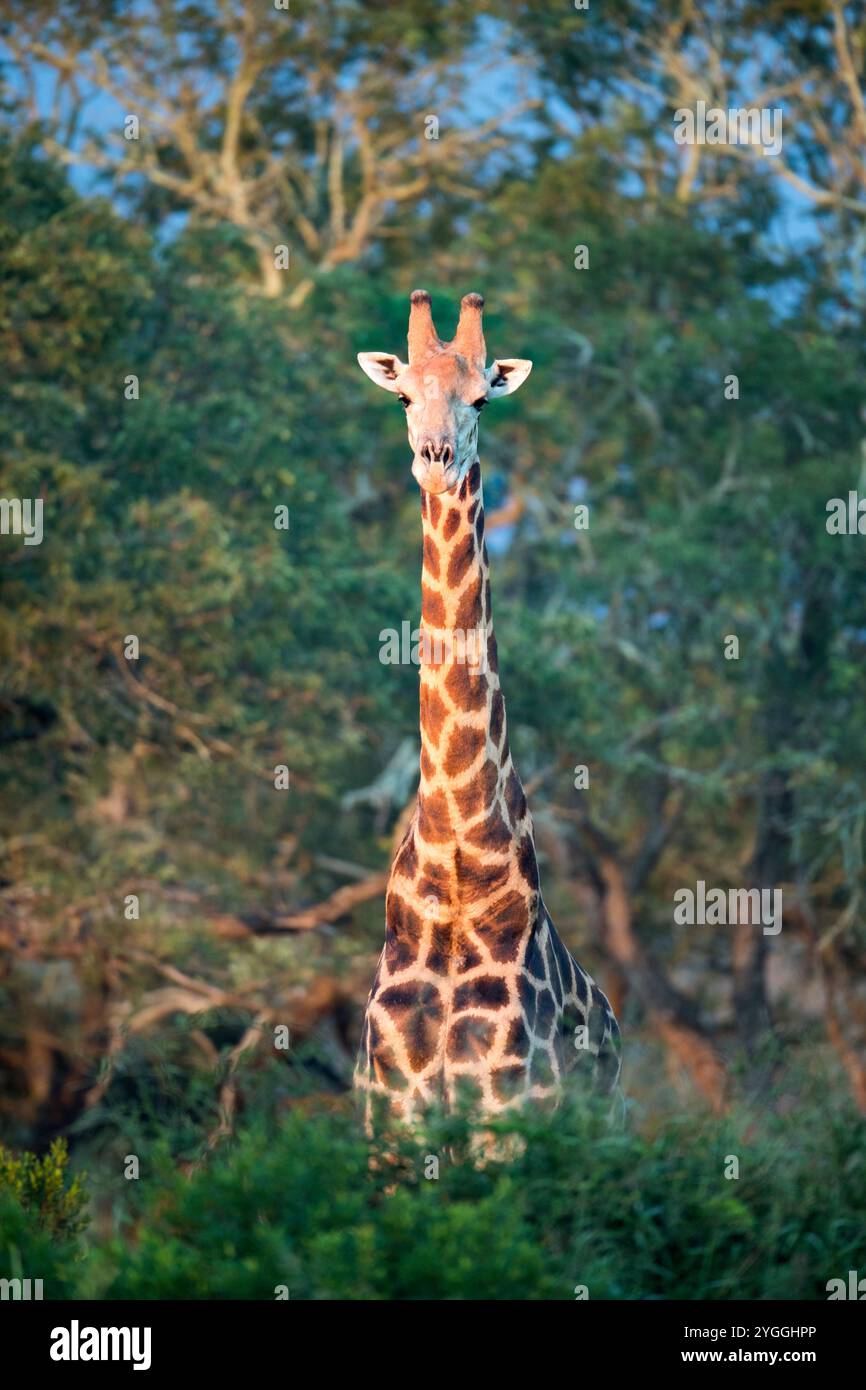 Afrika, Tiere in der Natur, Schönheit in der Natur, Busch, Buschveld, Wald, Vorderansicht, Giraffe (Giraffa camelopardalis), KwaZulu-Natal, Looking, Mkuze Gam Stockfoto