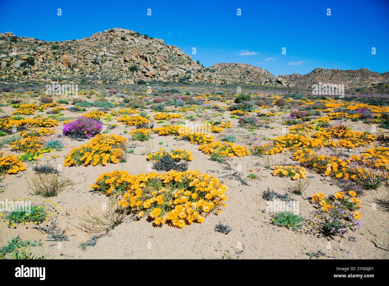 Afrika, Schönheit in der Natur, Wüste, Goegap Nature Reserve, Landschaft, Niedrigwinkelansicht, Natur, keine Tiere, keine Menschen, Northern Cape Province, Außenbereich, S Stockfoto