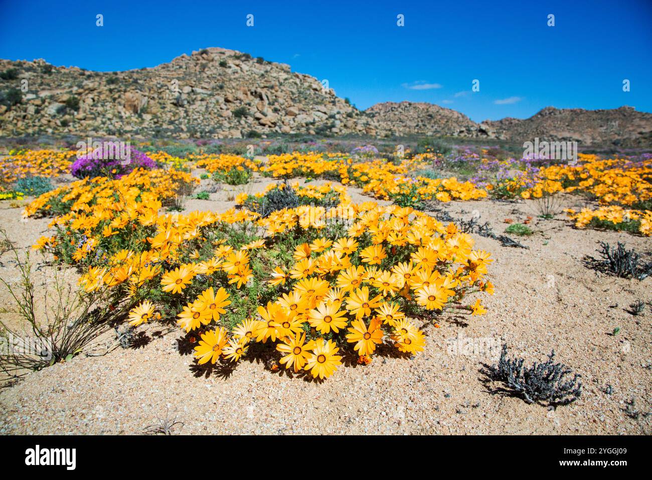 Afrika, Schönheit in der Natur, Wüste, Goegap Nature Reserve, Landschaft, Niedrigwinkelansicht, Natur, keine Tiere, keine Menschen, Northern Cape Province, Außenbereich, S Stockfoto