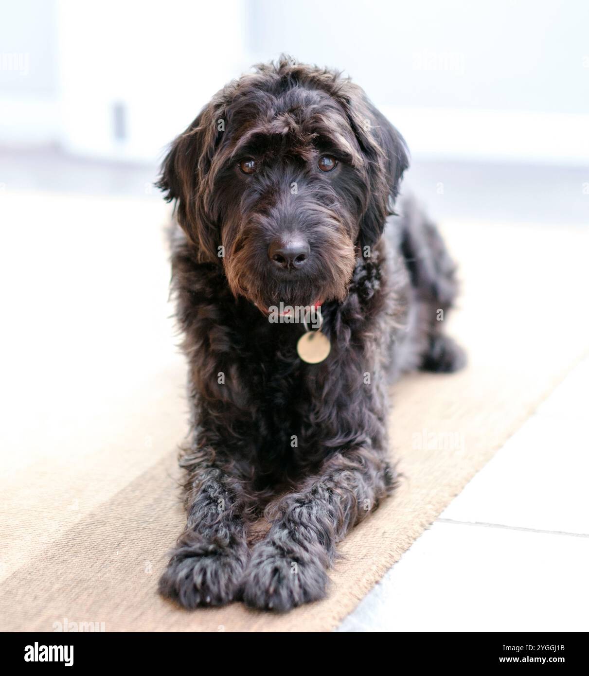 Ein sehr süßer Labradoodle-Welpe mit liebevollen Augen. Dieser Hund hat große Augen und ist liebevoll und liebenswert als Familienhund. Stockfoto