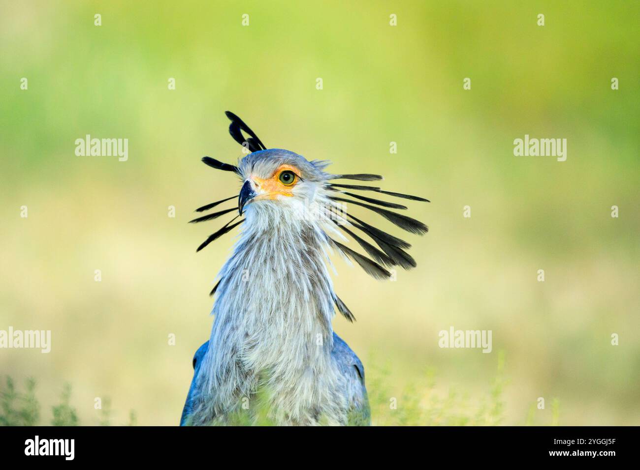 Afrika, Tiere in der Wildnis, Vogel, Busch, Farbbild, vom Aussterben bedrohte Arten - IUCN Redlist, Kalahari, Kgalagadi Transfrontier Park, No People, Northern Stockfoto