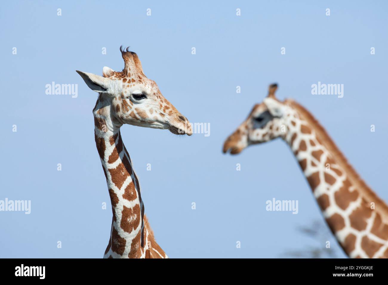 Netzgiraffe, Laikipia, Kenia Stockfoto