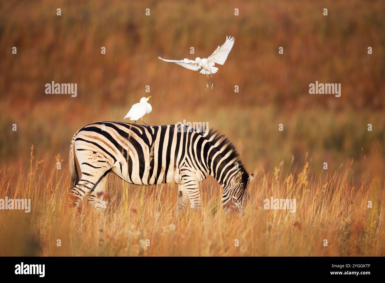 Zebra, Rietvlei Nature Reserve, Südafrika Stockfoto