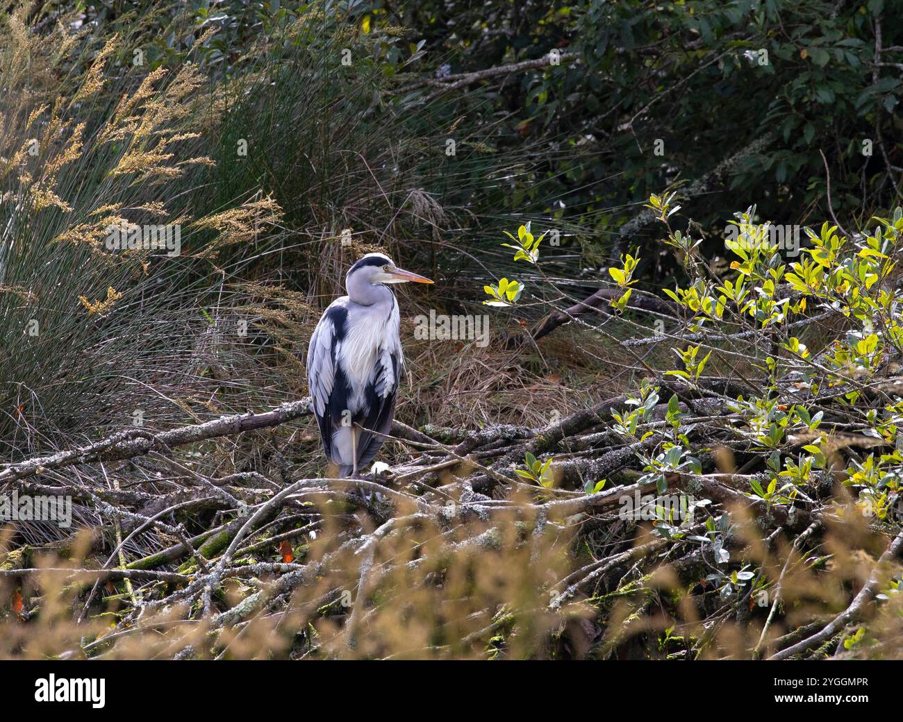 Heron Stockfoto