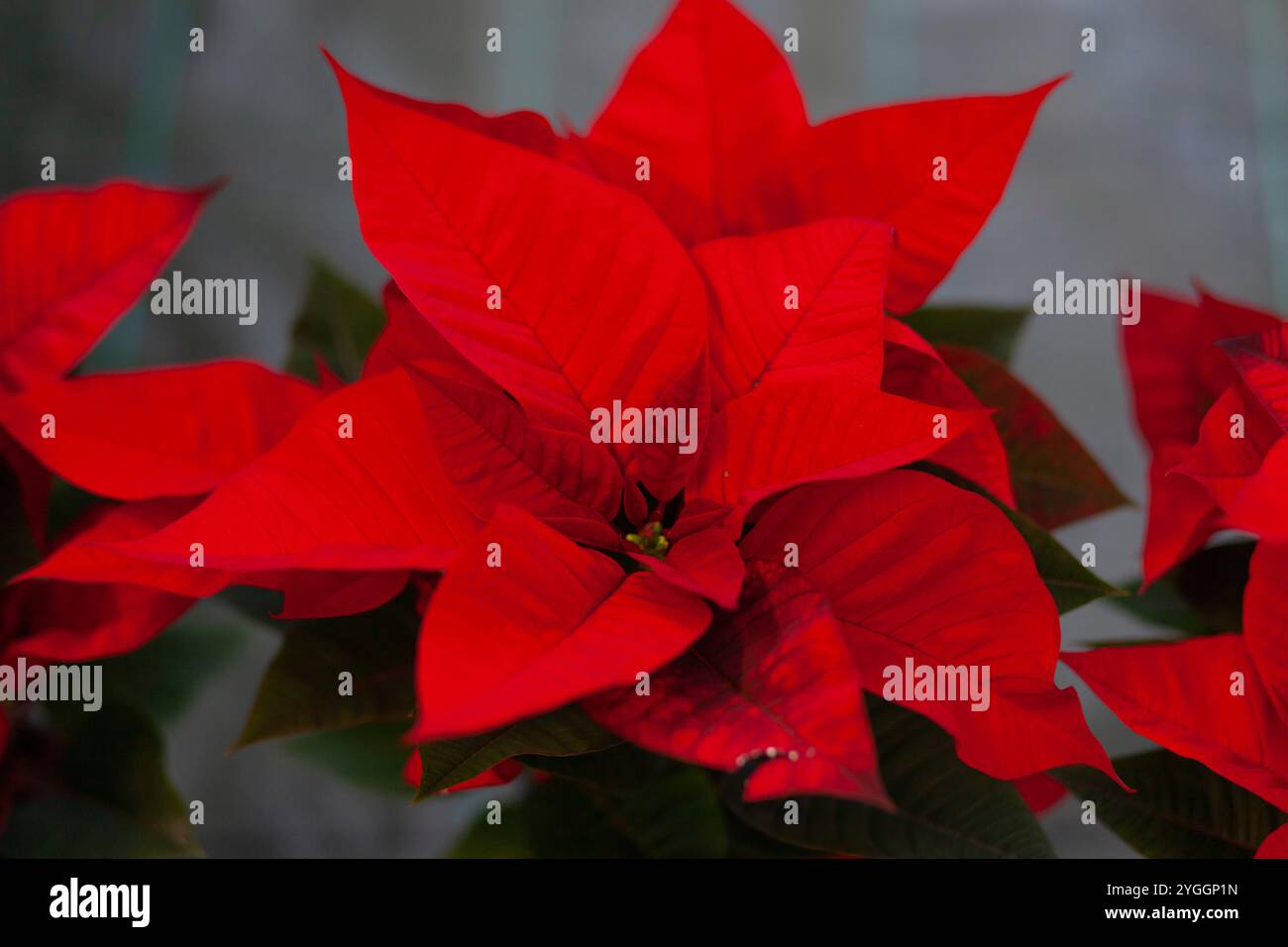 Rot Weihnachtsstern Blume, auch bekannt als der Weihnachtsstern oder bartholomäus Stern. Neues Jahr Winterurlaub Weihnachten. Stockfoto