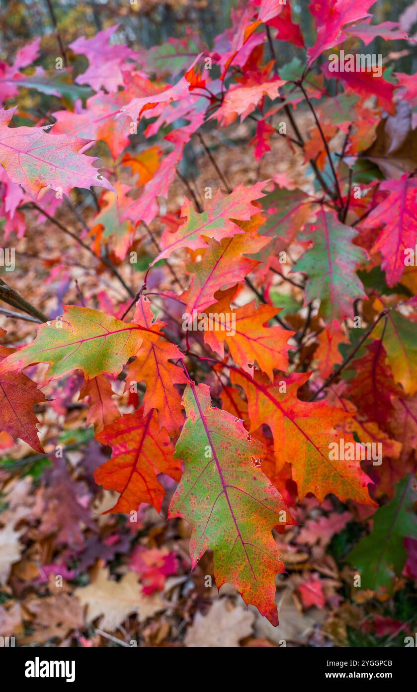 Red Oak oder Quercus rubra ist eine einheimische amerikanische Eiche, deren Blätter im Herbst oder Herbst rot werden, Sherwood Forest, Nottinghamshire, England. Stockfoto