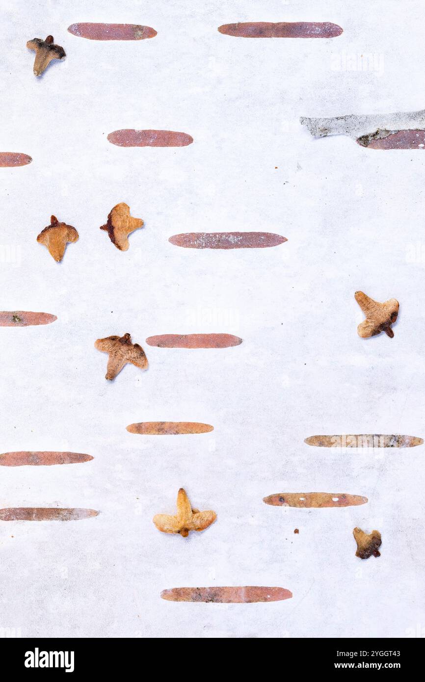 Birkendetail, weiße Rinde und Samenbedeckung, Deutschland Stockfoto