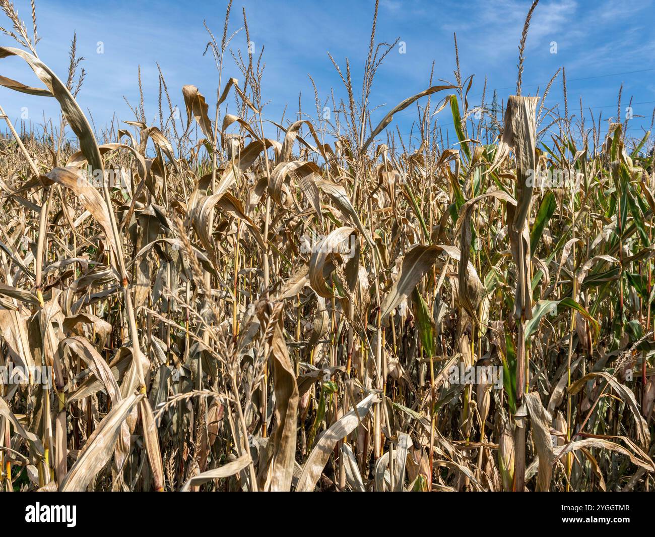 Getrocknete Maisfelder, Klimawandel, Hitzeschäden, Bayern, Deutschland, Europa Stockfoto