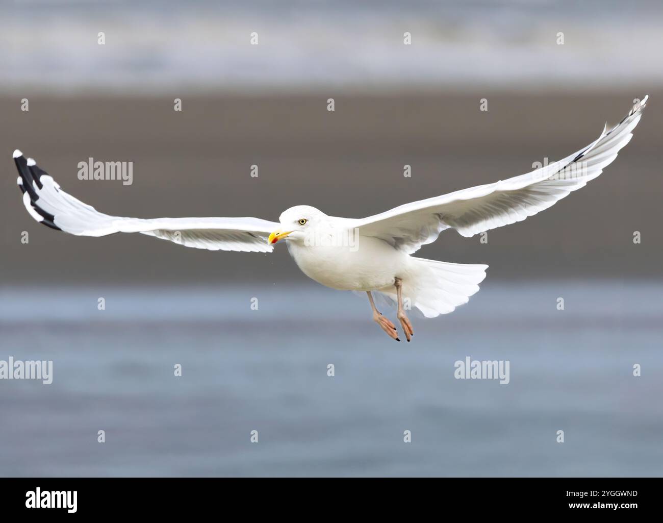 Porträt einer fliegenden Heringsmöwe, Larus argentatus, mit spezifischen Merkmalen eines großen gelben Schnabels mit roter Spitze und weißem Fleck in der schwarzen Spitze von t Stockfoto