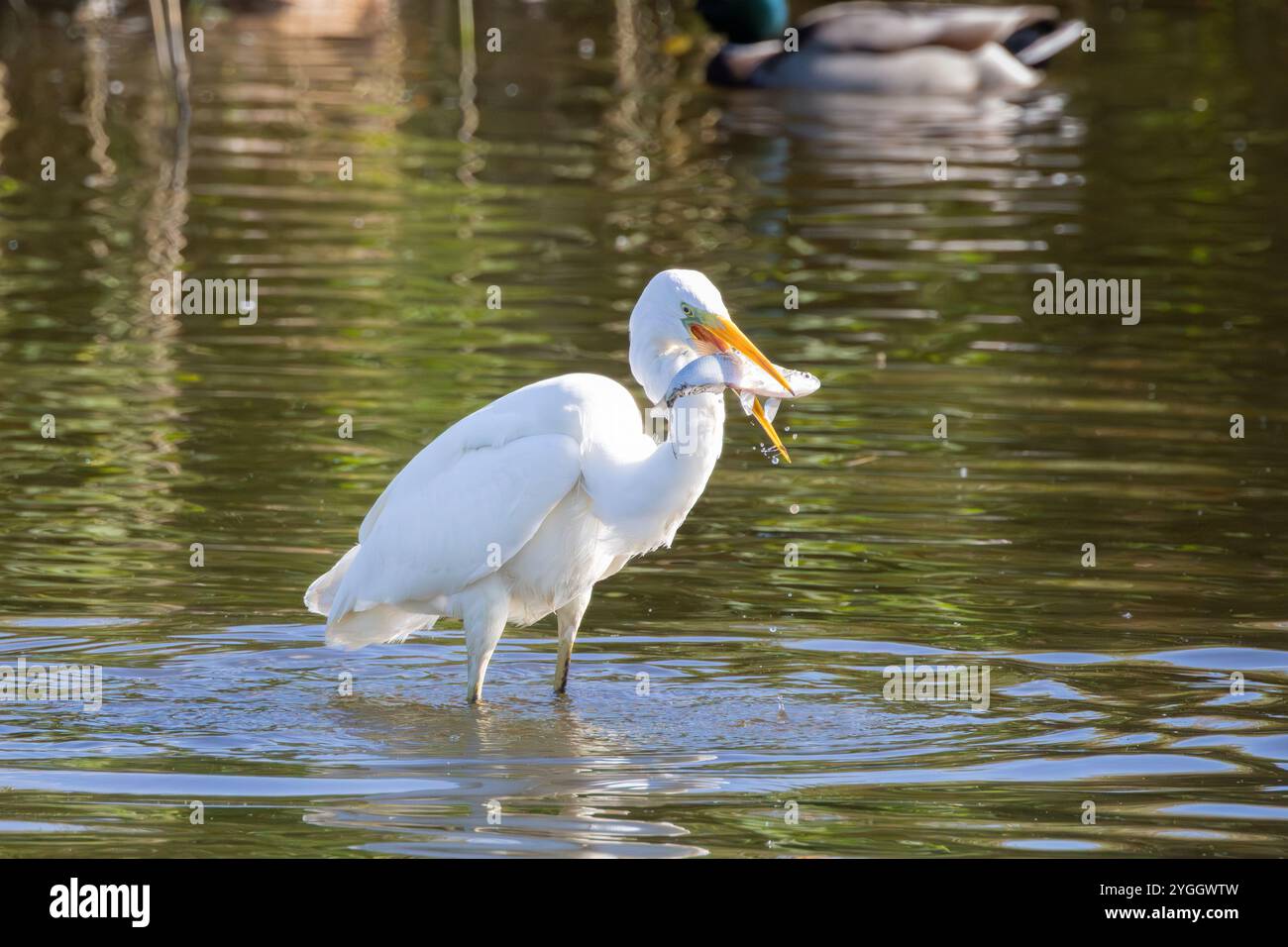 Porträt des großen Weißreifers, Ardea alba, der im Wasser mit gefangenen Fischen im Schnabel auf der Suche steht, vor dem Hintergrund von dunkelgrünem reflektierendem Wasser Stockfoto