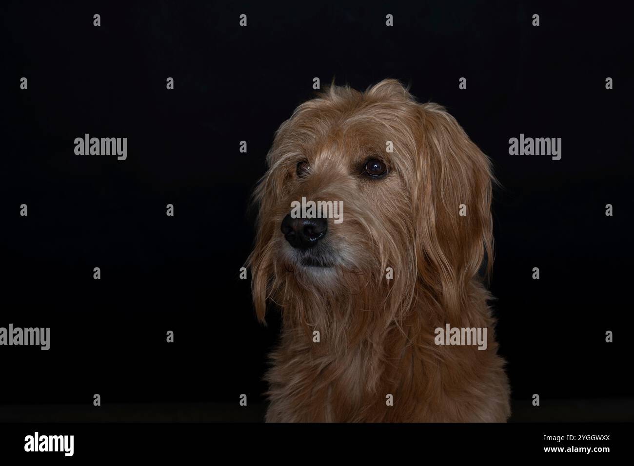 Goldendoodle, Mini Goldendoodle, Kreuzung zwischen Golden Retriever und Miniatur Poodle Stockfoto