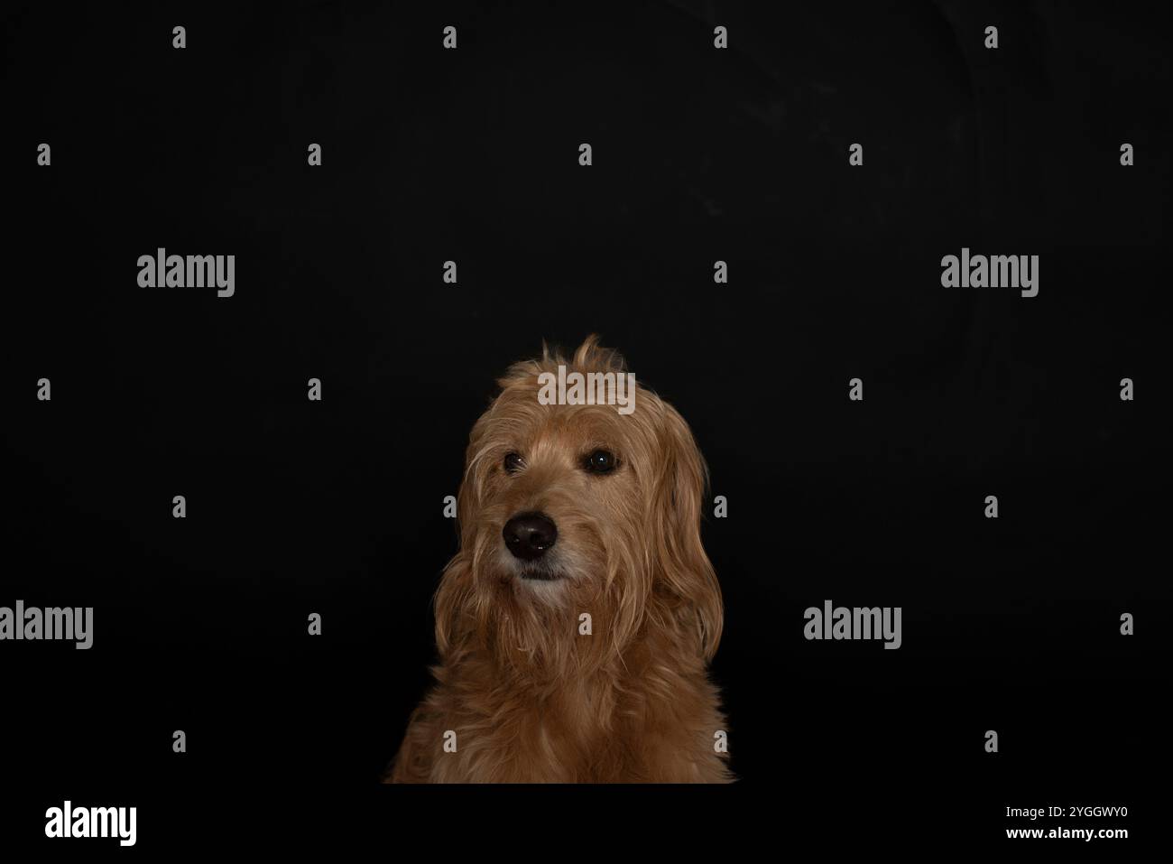 Goldendoodle, Mini Goldendoodle, Kreuzung zwischen Golden Retriever und Miniatur Poodle Stockfoto