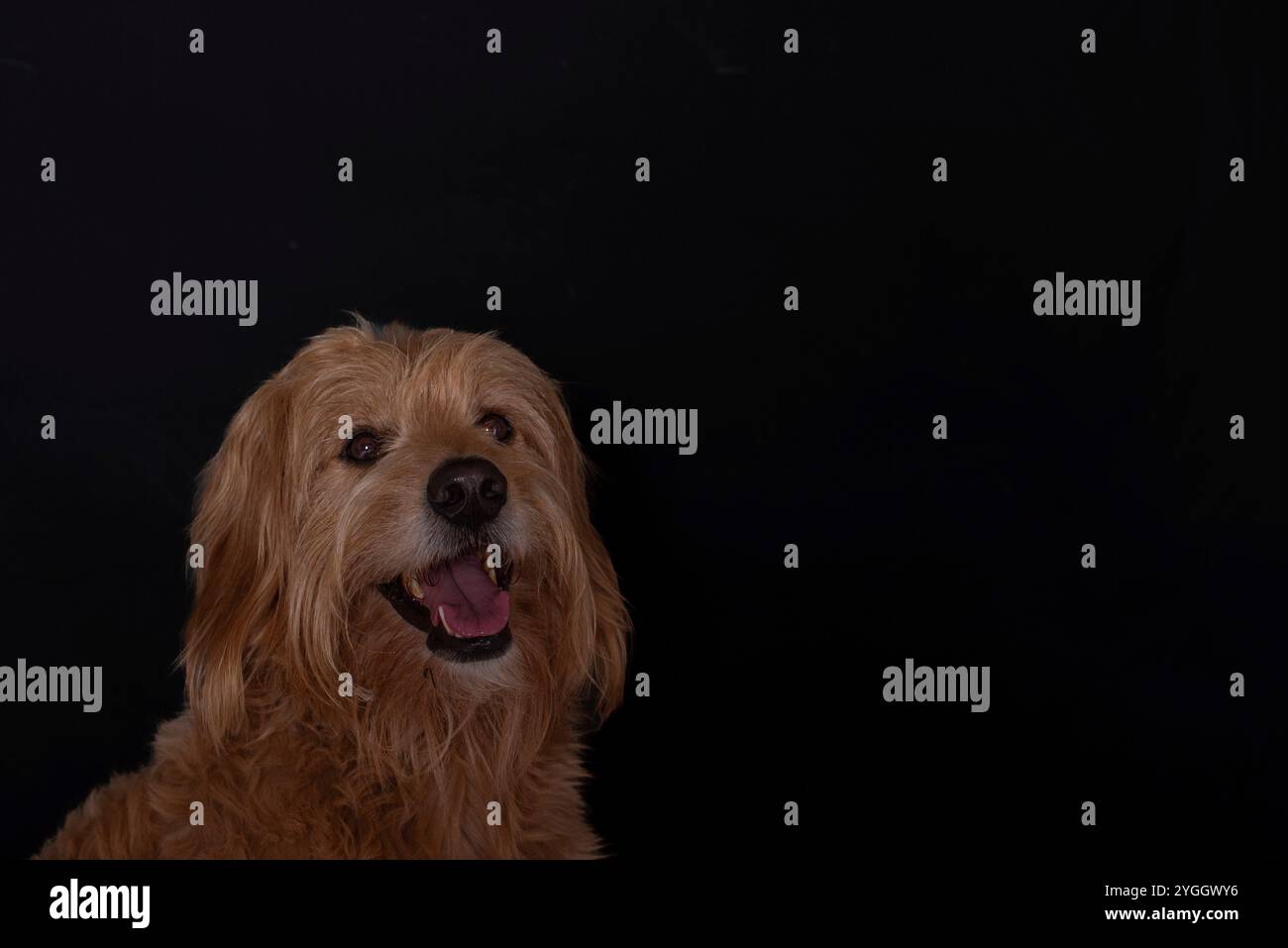 Goldendoodle, Mini Goldendoodle, Kreuzung zwischen Golden Retriever und Miniatur Poodle Stockfoto