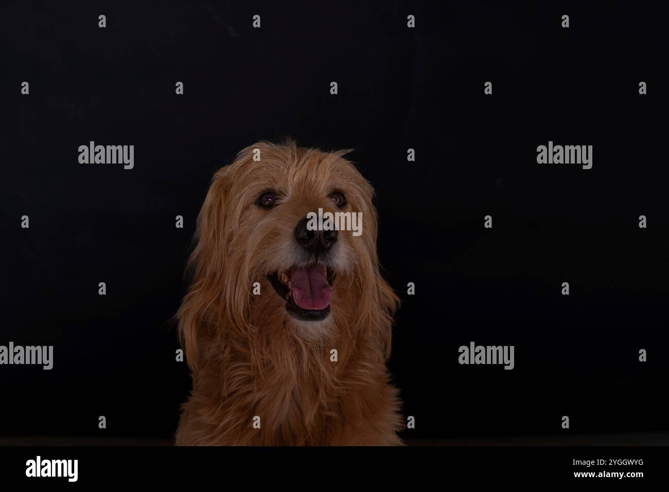 Goldendoodle, Mini Goldendoodle, Kreuzung zwischen Golden Retriever und Miniatur Poodle Stockfoto