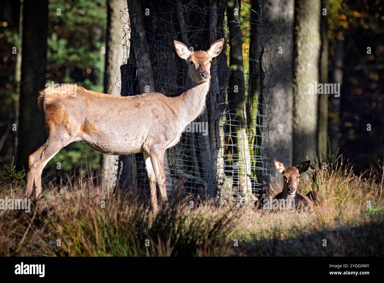 Rothirsch Cervus elaphus. Rothirsch Cervus elaphus im Wildgatter Oberrabenstein Chemnitz. 20241105MIC0755 *** Rothirsch Cervus elaphus Rothirsch Cervus elaphus im Wildreservat Oberrabenstein Chemnitz 20241105MIC0755 Stockfoto