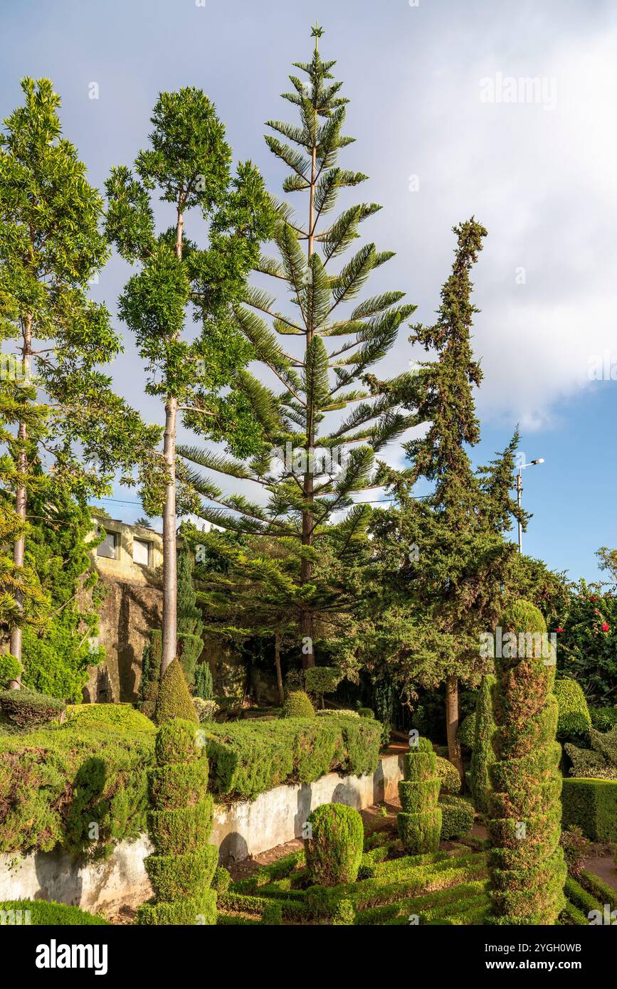 Funchal, Botanischer Garten, Zentrum, die Silbertanne (Araucaria heterophylla), auch bekannt als Norfolk-Tanne, ist ein Baum der Araucaria-Gattung (Araucaria) in Stockfoto