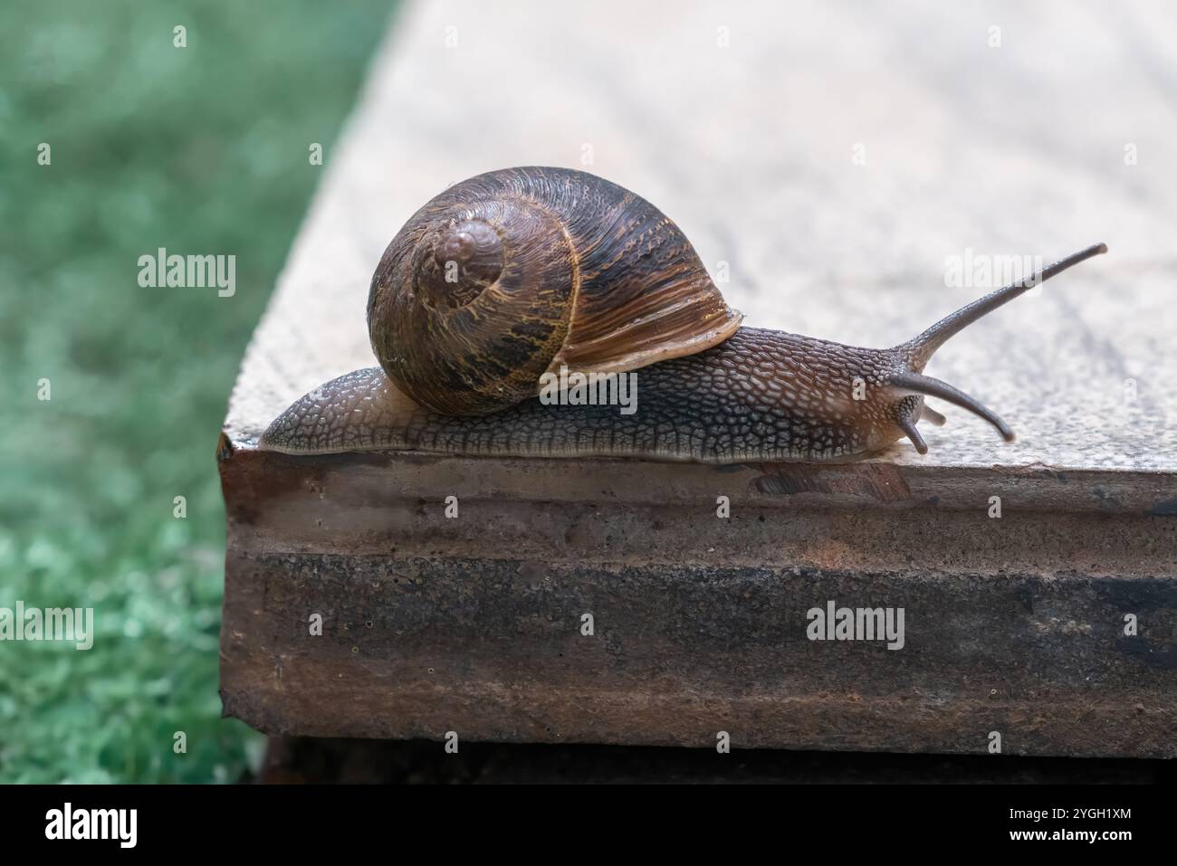 Gartenschnecke auf einer Muschel (Cornu aspersum) Stockfoto