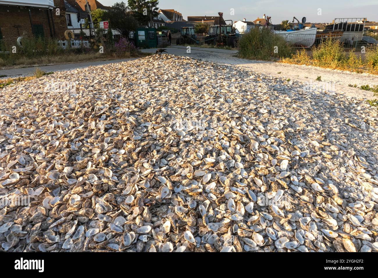 England, Kent, Whitstable, Whitstable Harbour, verworfene Oyster Shells am Strand Stockfoto
