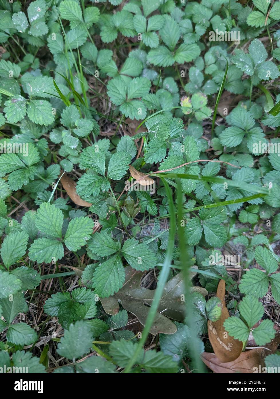 Versteckter Frosch - Smartphone-aufgenommenes Stockfoto