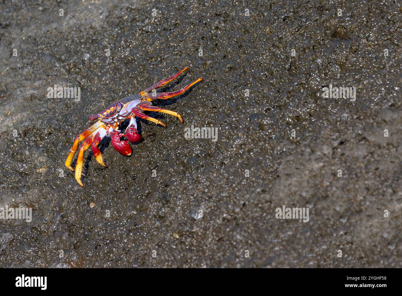 Farbenfrohe Red Rock Crab Grapsus adscensionis auf den Azoren. Stockfoto