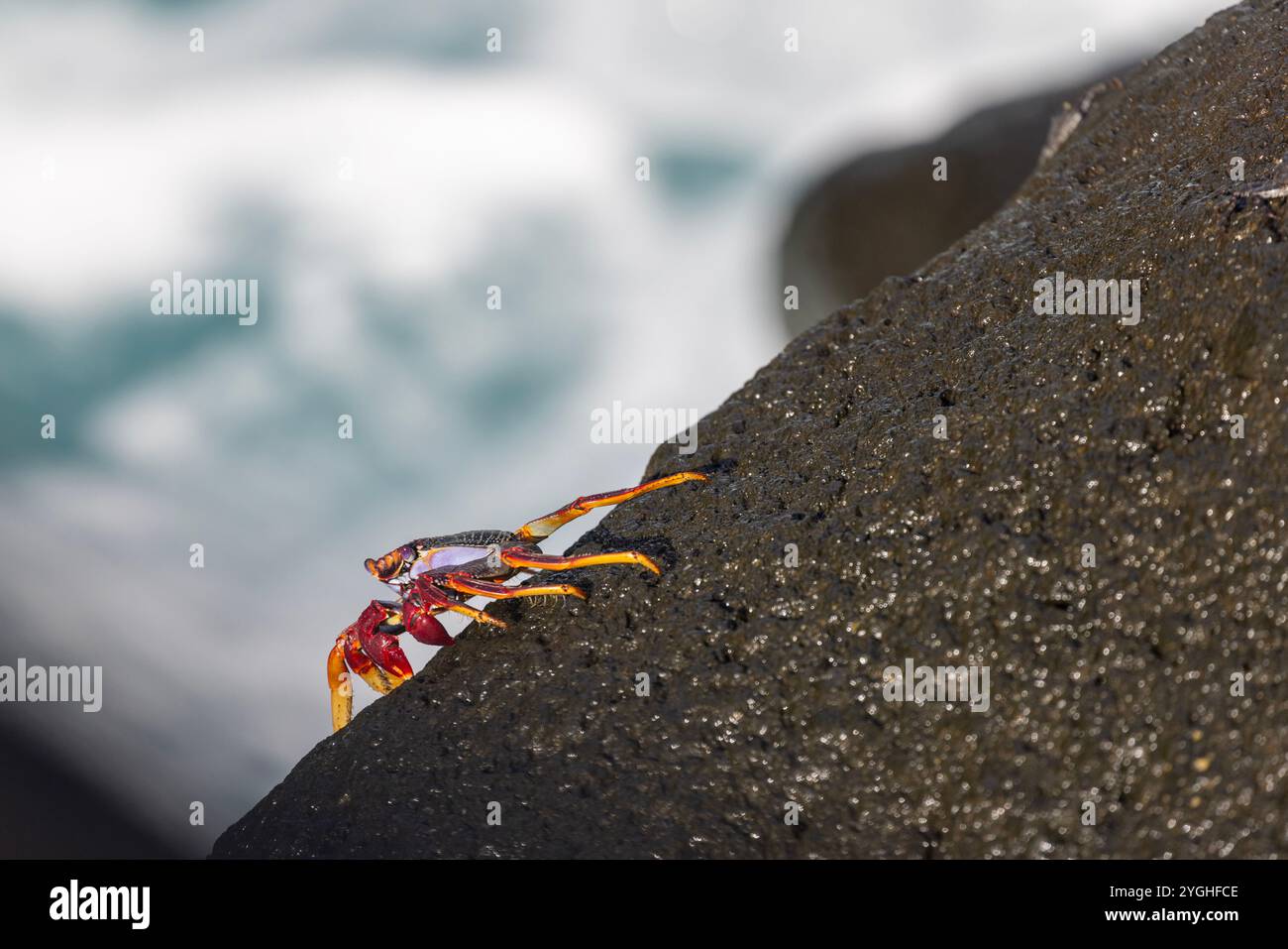 Farbenfrohe Red Rock Crab Grapsus adscensionis auf den Azoren. Stockfoto