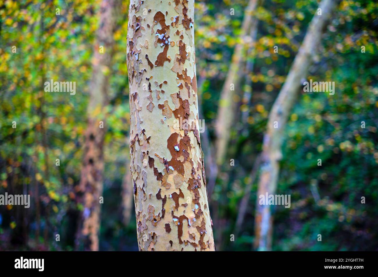 Nahaufnahme des Stammes einer Platanus hispanica in einem Wald, Stockfoto