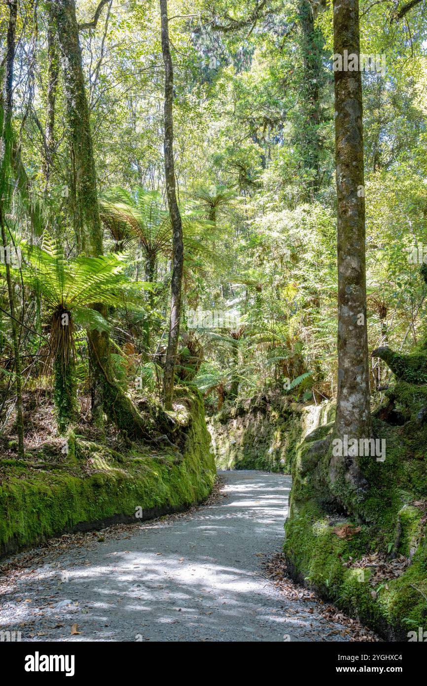 Ein Pfad voller lebendiger grüner Pflanzen und Bäume, der zum Lake Matheson führt. Stockfoto